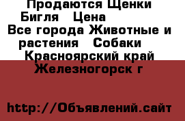 Продаются Щенки Бигля › Цена ­ 35 000 - Все города Животные и растения » Собаки   . Красноярский край,Железногорск г.